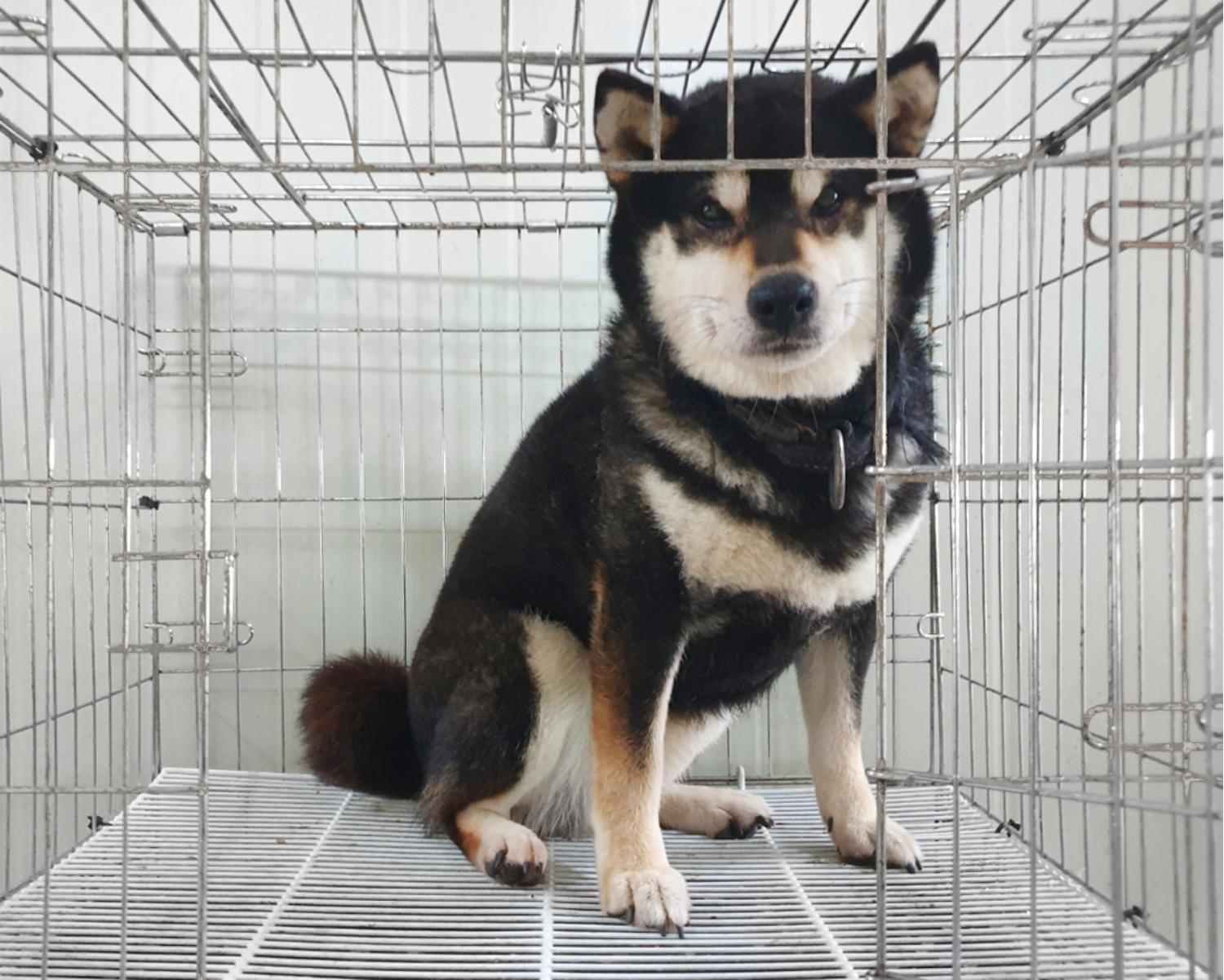위더스 동물보호센터_441407202400479