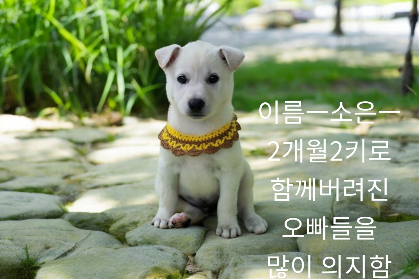 [개] 최와와믹스견 경북-성주-2024-00272 유기동물 배경 이미지 입니다.