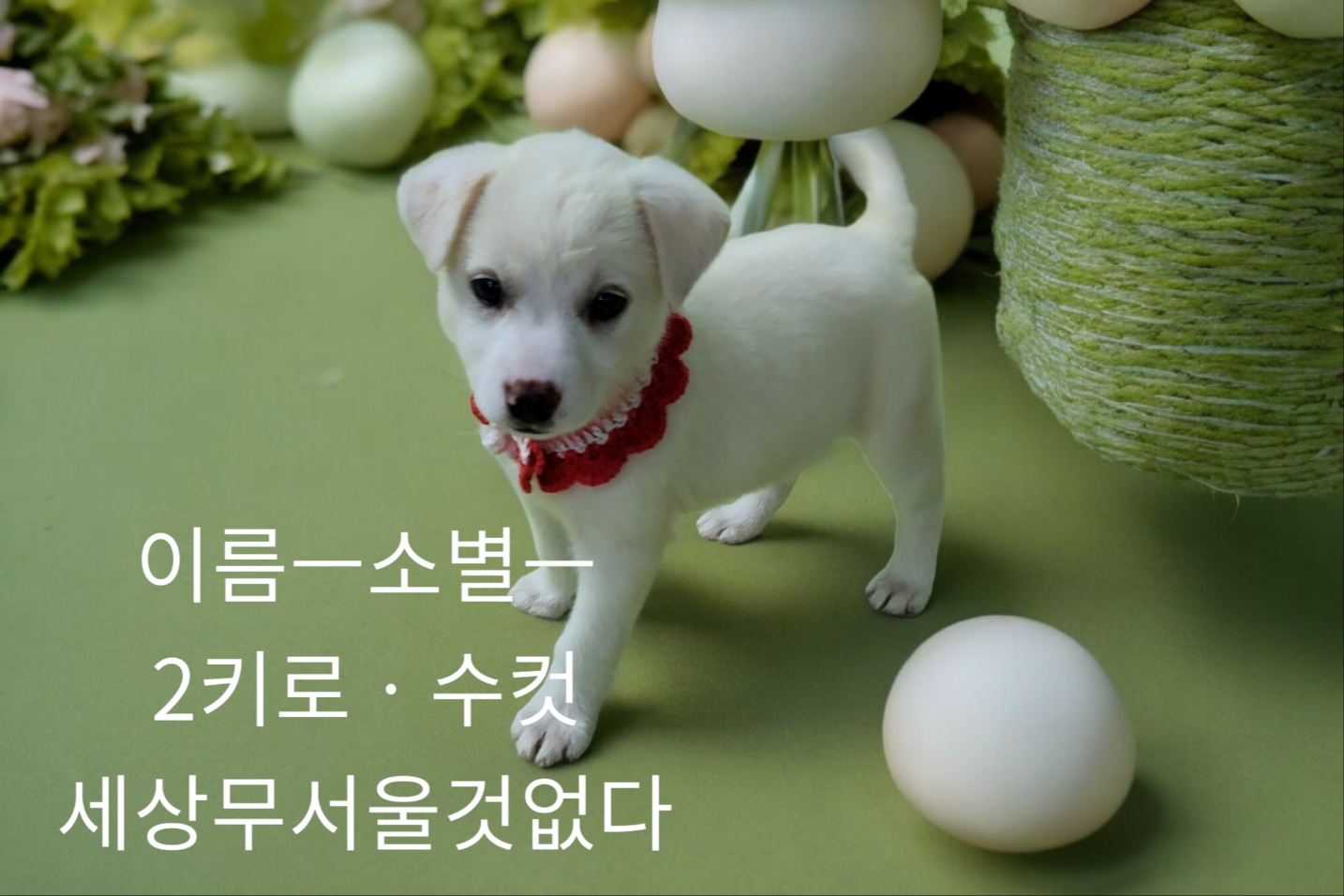 [개] 치와와믹스견 경북-성주-2024-00274 유기동물 배경 이미지 입니다.