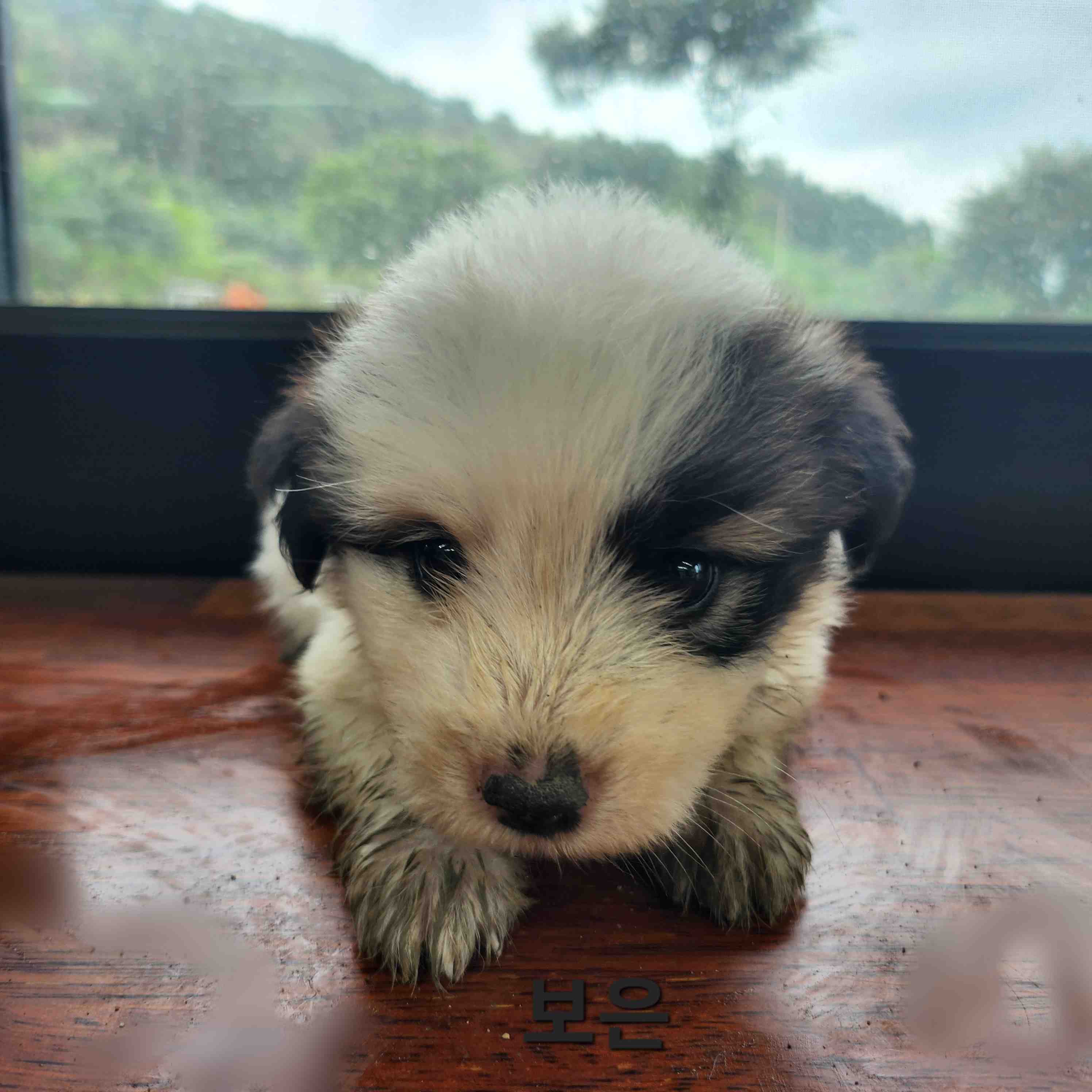 군산유기동물보호센터_445467202401411