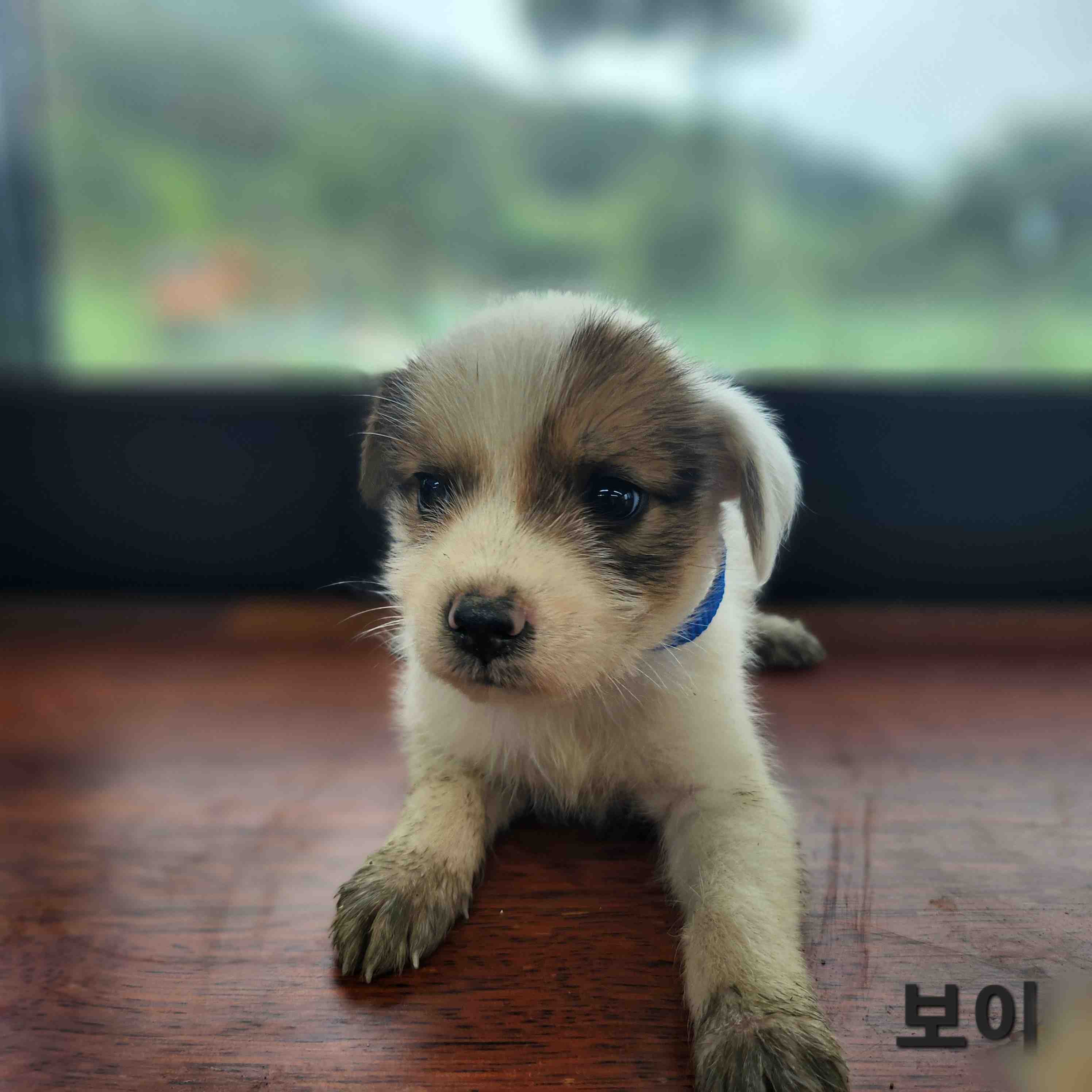 군산유기동물보호센터_445467202401409
