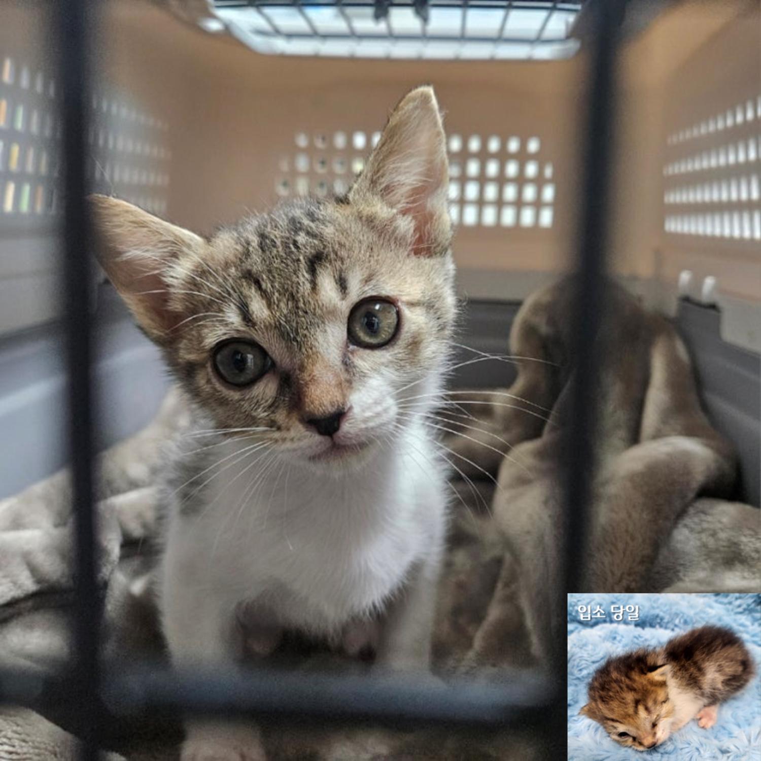 [고양이] 한국 고양이 경기-용인-2024-00189 유기동물 배경 이미지 입니다.