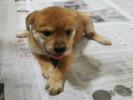 보호중 믹스견의 가…