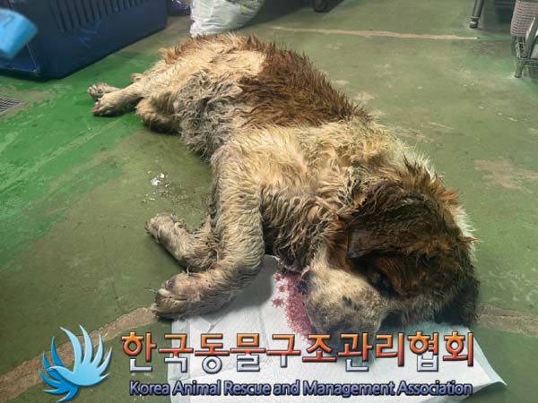 한국동물구조관리협회_441406202401261