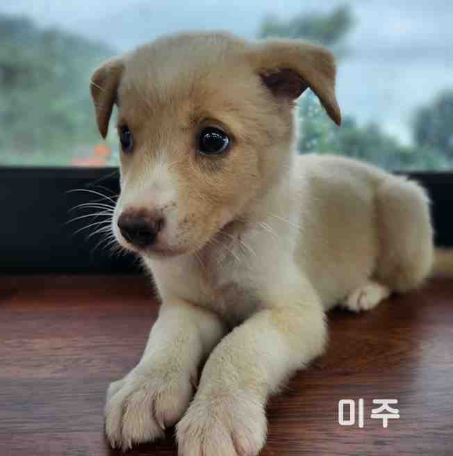 군산유기동물보호센터_445467202401414