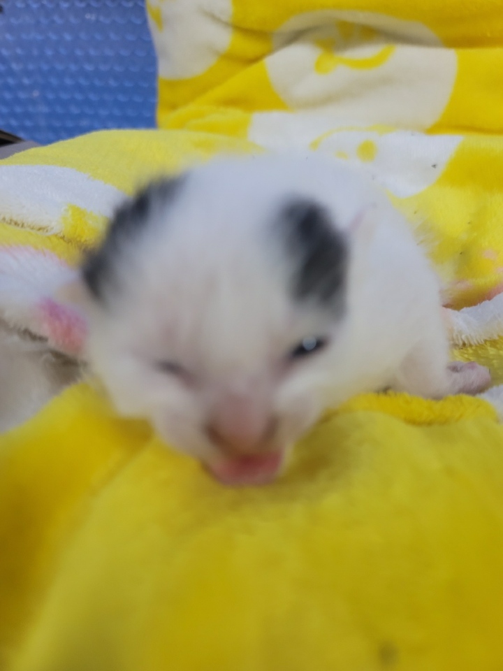괴산증평동물보호센터_443446202400365