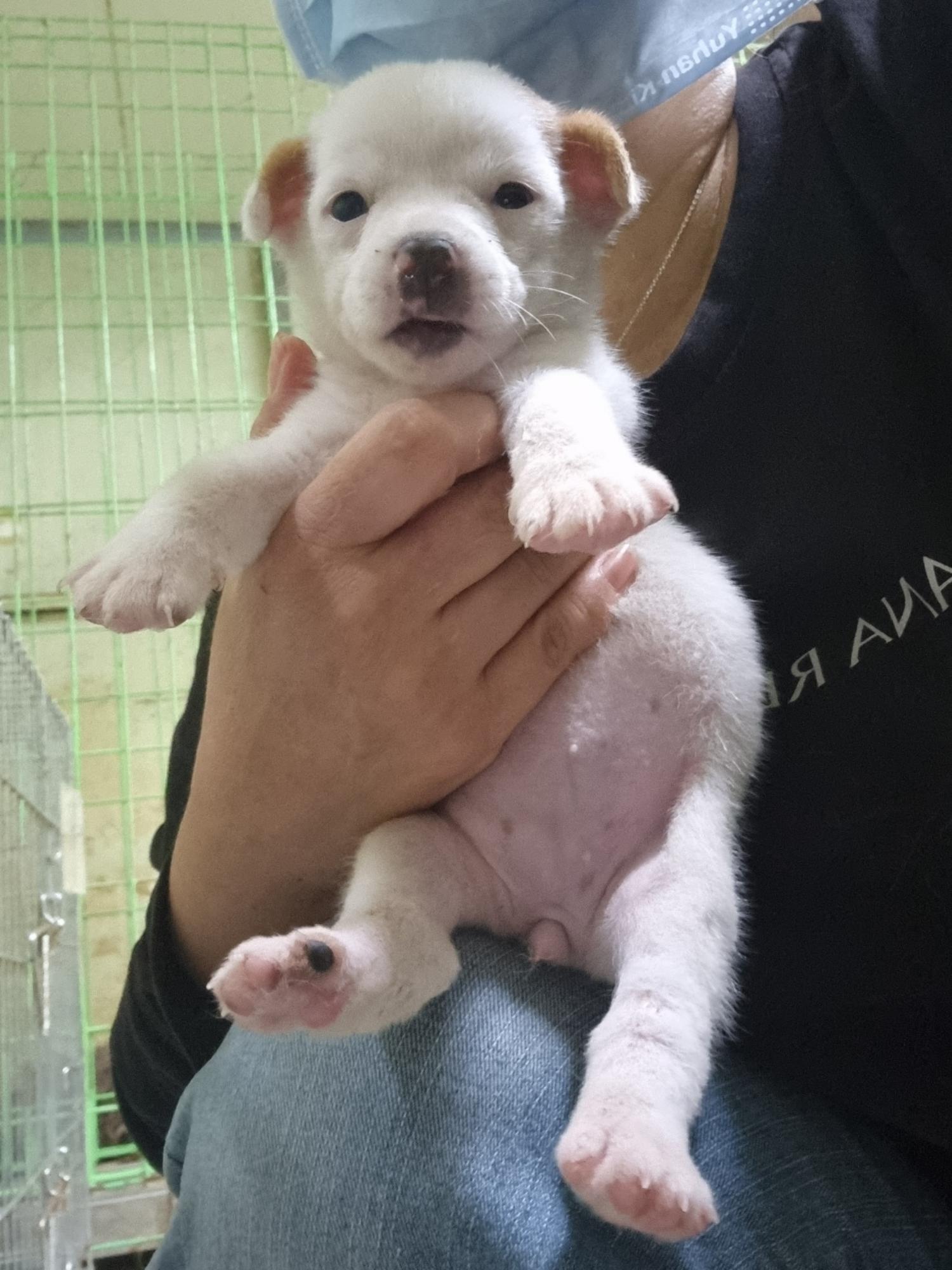 울산유기동물보호센터_431373202400981