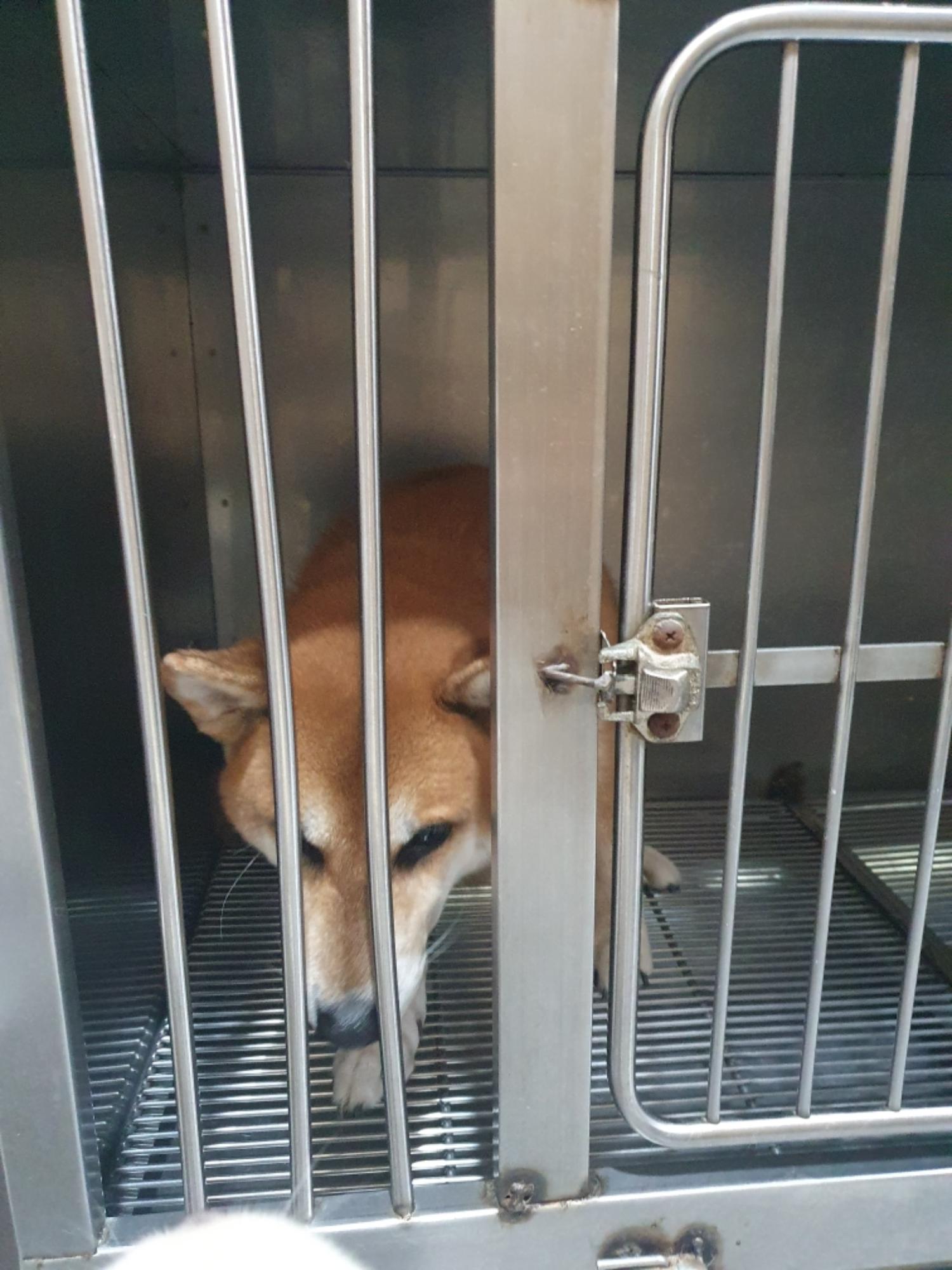펫앤쉘터동물병원_441378202400901