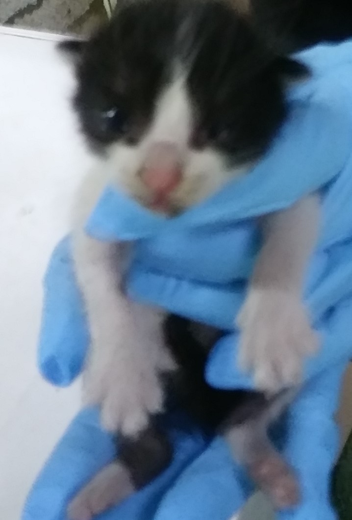 인천광역시수의사회_428353202400702