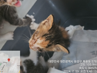 대전동물보호센터_430367202400507