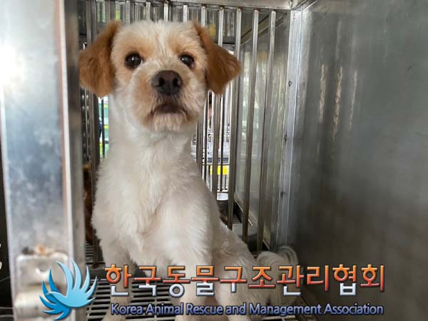 종료(안락사) 믹스…