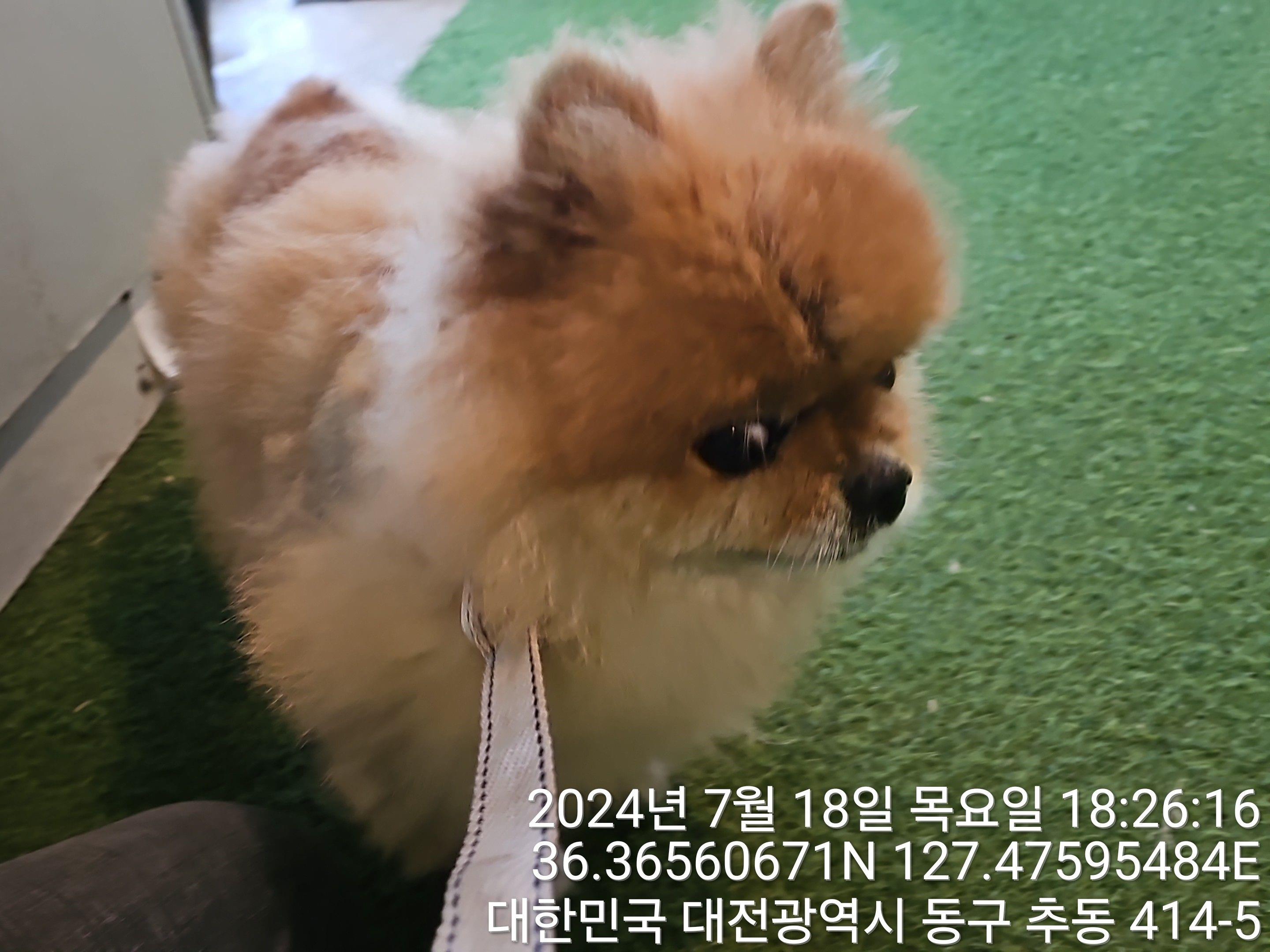 종료(반환) 포메라…