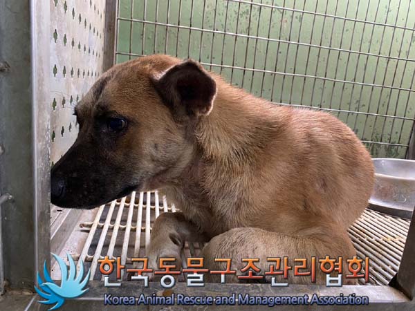 종료(안락사) 믹스…