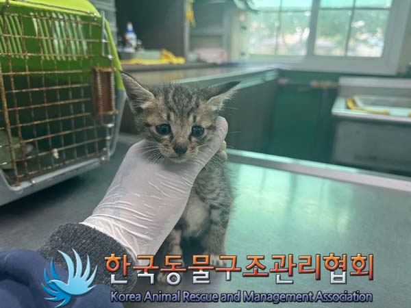 보호중 한국 고양이…