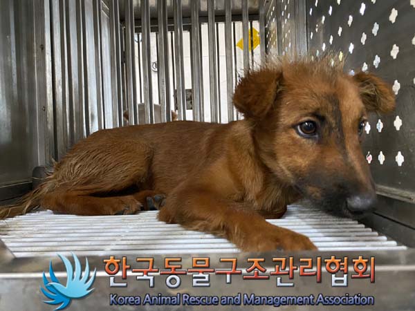 한국동물구조관리협회_441559202400838
