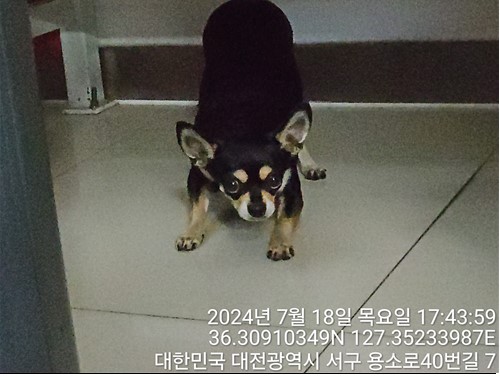 종료(반환) 치와와…