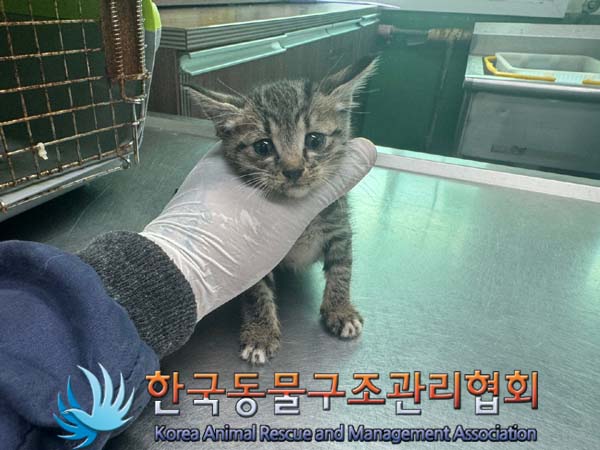 한국동물구조관리협회_441409202401091