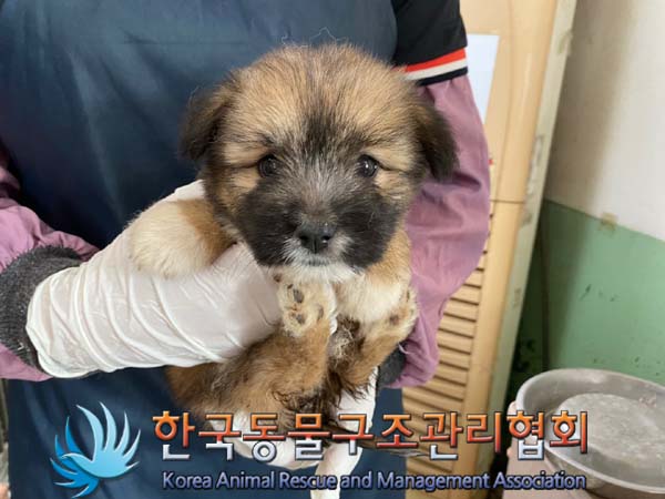 한국동물구조관리협회_441406202401263