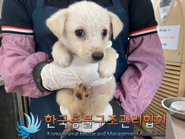 종료(안락사) 믹스…