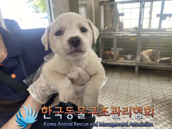 종료(안락사) 믹스…