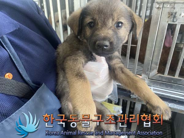 종료(자연사) 믹스…
