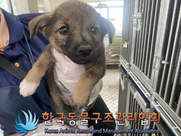 한국동물구조관리협회_441406202401266