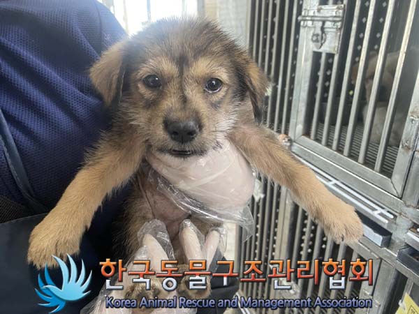 종료(안락사) 믹스…