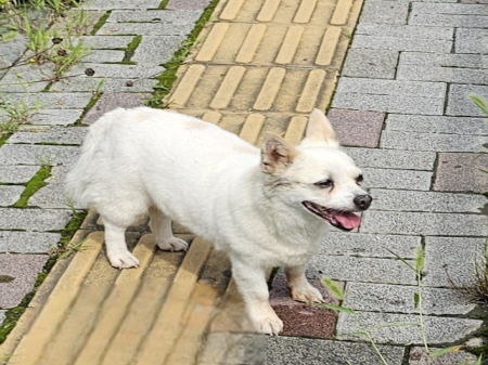 원주시동물보호센터_442419202400582