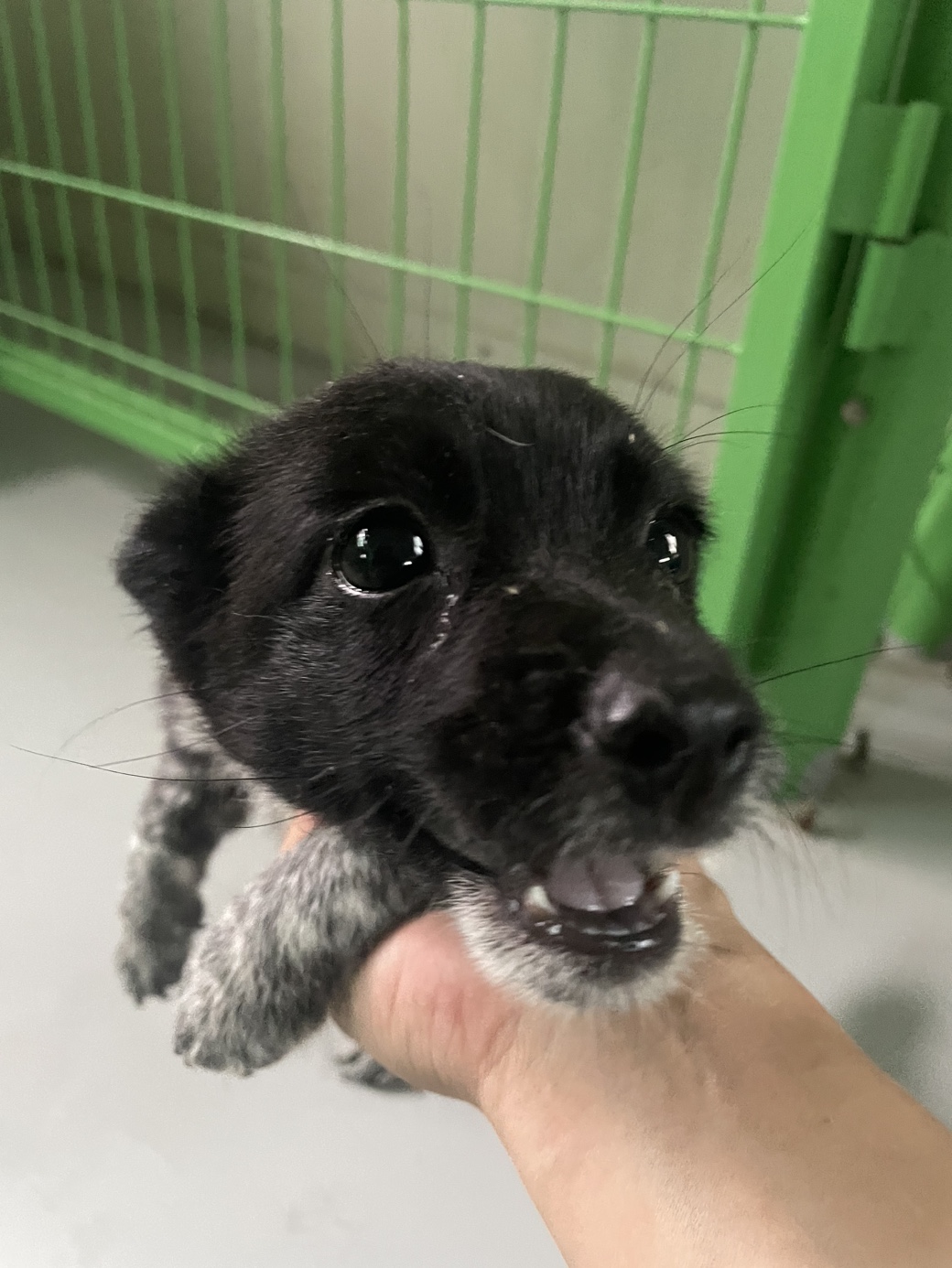 더나은동물병원_445478202400351