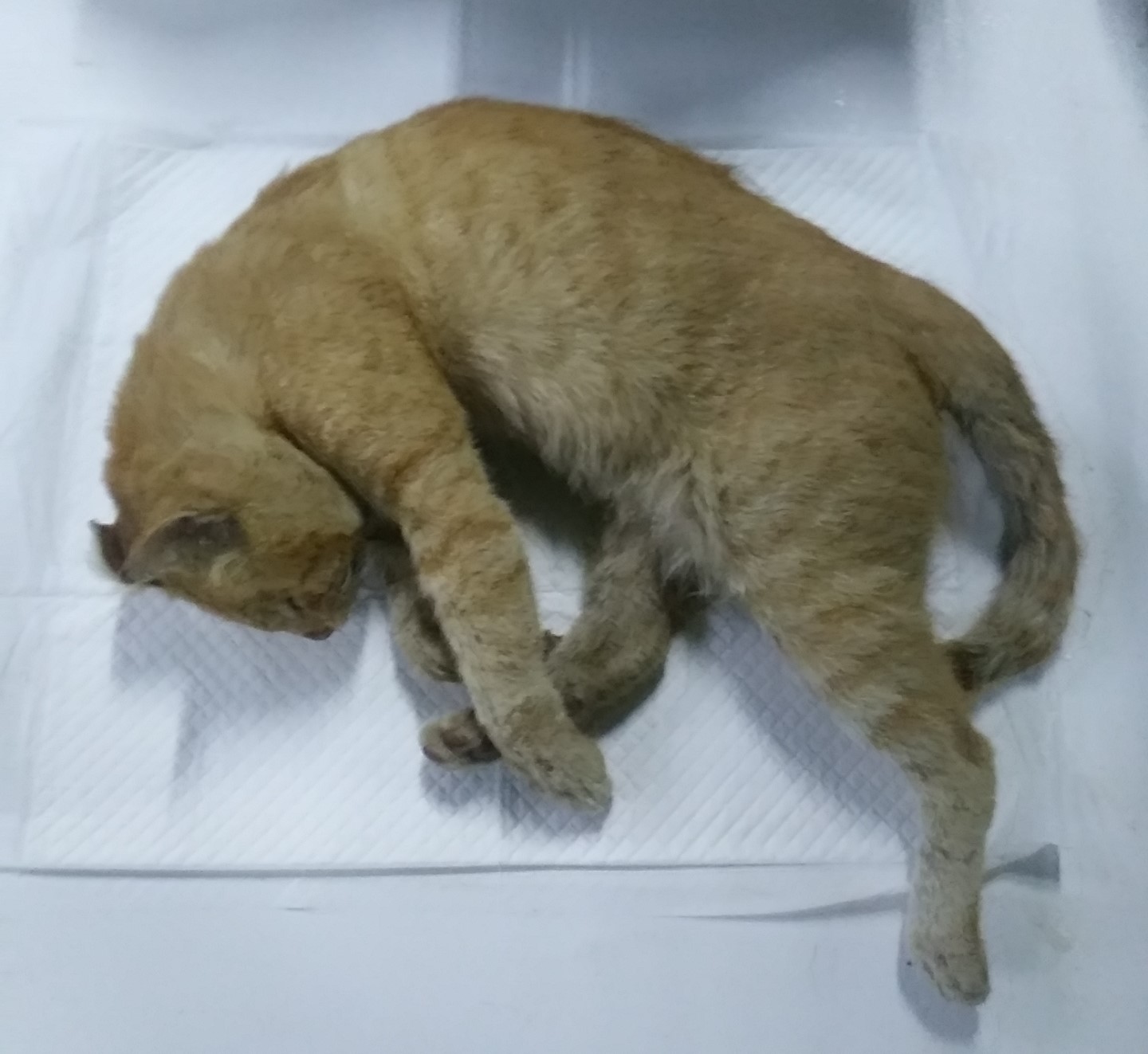 종료(자연사) 한국…