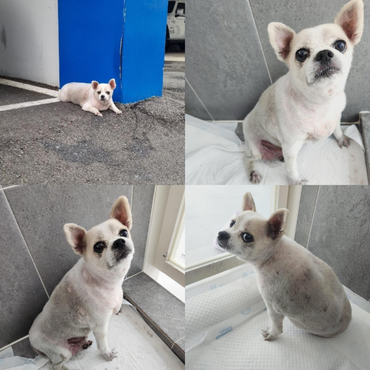 반려동물 입양센터_447508202400765