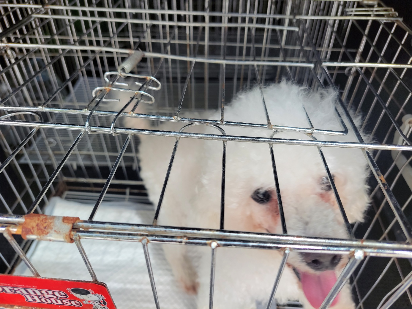 고양시동물보호센터_441394202401578