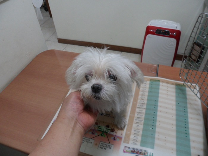 강현림동물병원_411314202400478