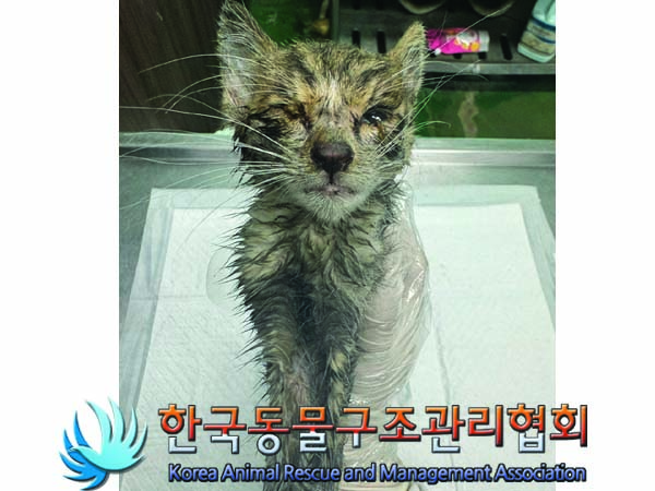 한국동물구조관리협회_411300202400325