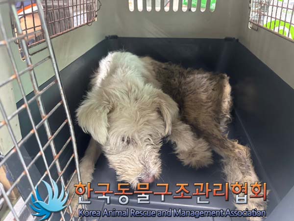 종료(자연사) 믹스…