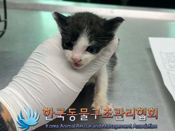 한국동물구조관리협회_411311202400593