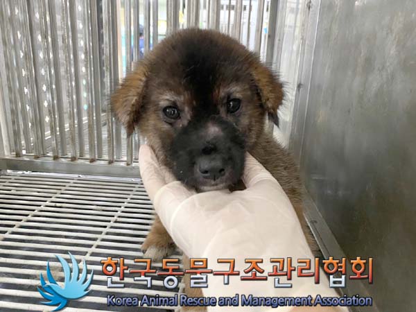 한국동물구조관리협회_441409202401112