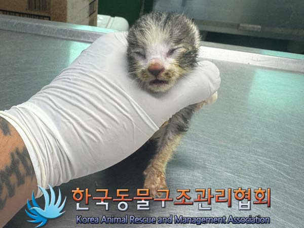 한국동물구조관리협회_441409202401116