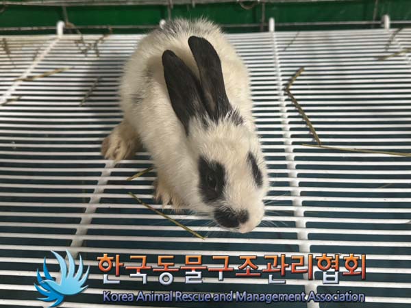 한국동물구조관리협회_411315202400387