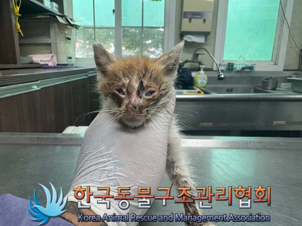 한국동물구조관리협회_441406202401269