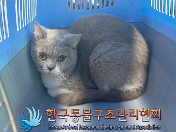 종료(입양) 믹스묘…