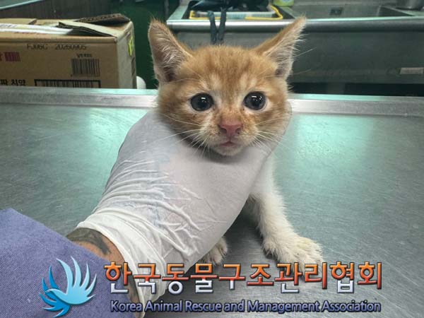 한국동물구조관리협회_441409202401114