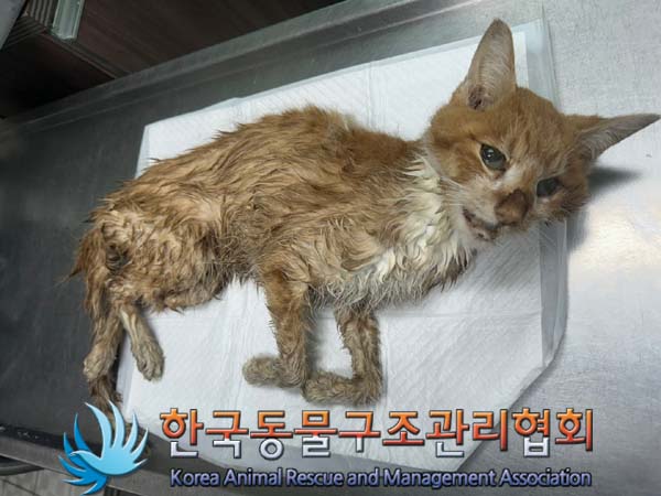 한국동물구조관리협회_411307202400362