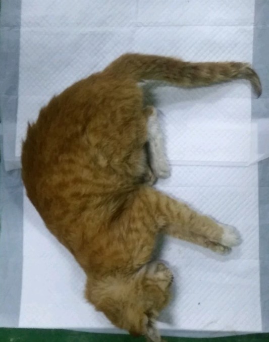 종료(자연사) 한국…