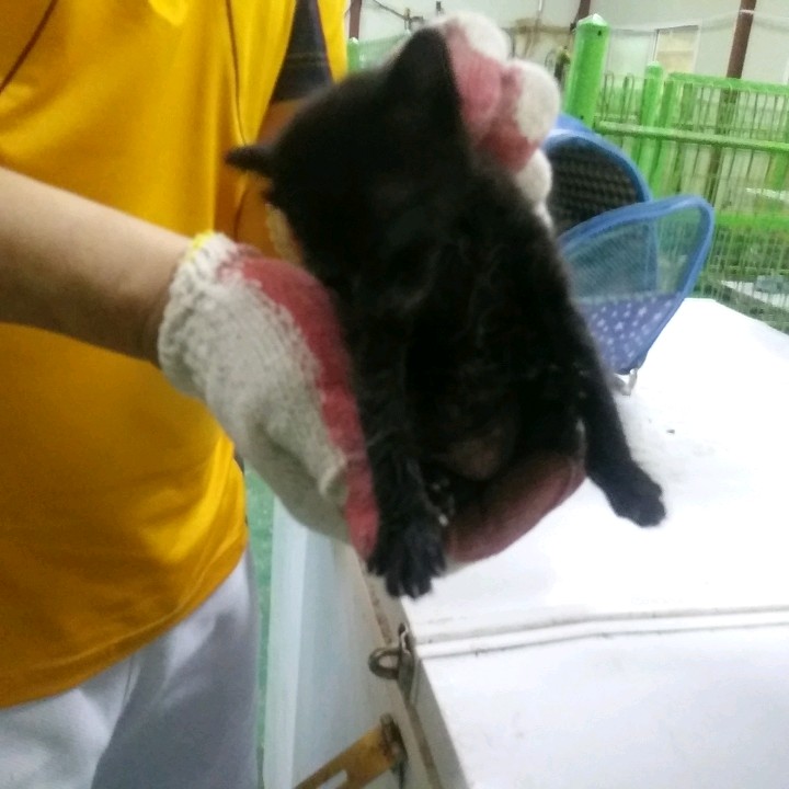 종료(자연사) 한국…