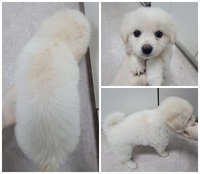 논산시 동물보호센터_444454202400620