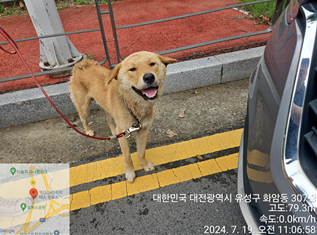 종료(반환) 진도견…