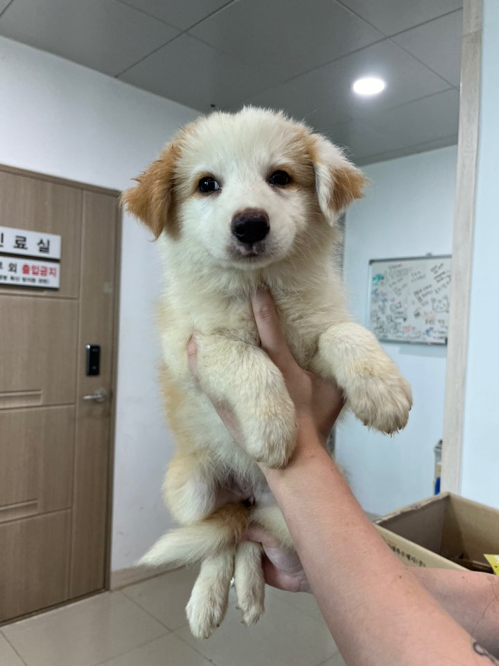 반려동물보호센터_443571202401872