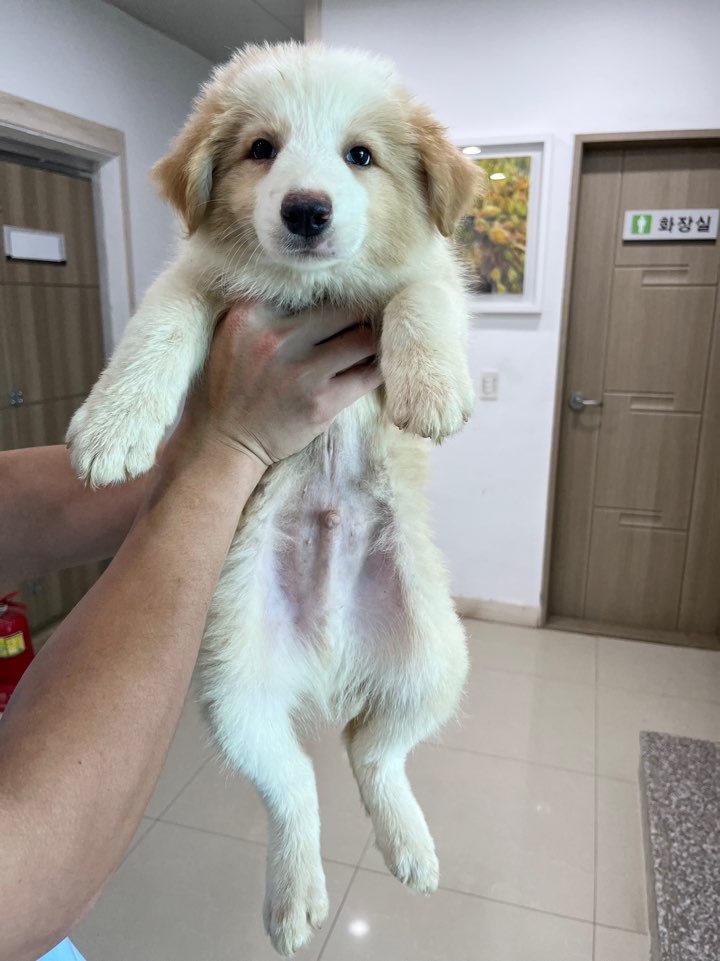 반려동물보호센터_443571202401871