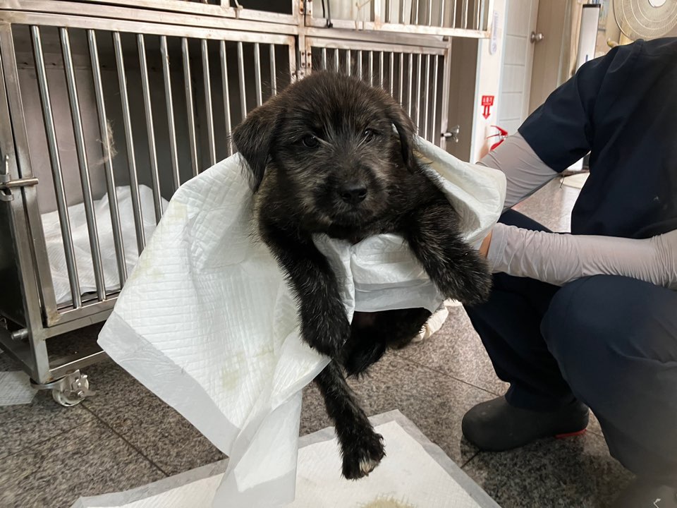광주 동물보호소_429363202400799